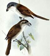 Tiger Shrike