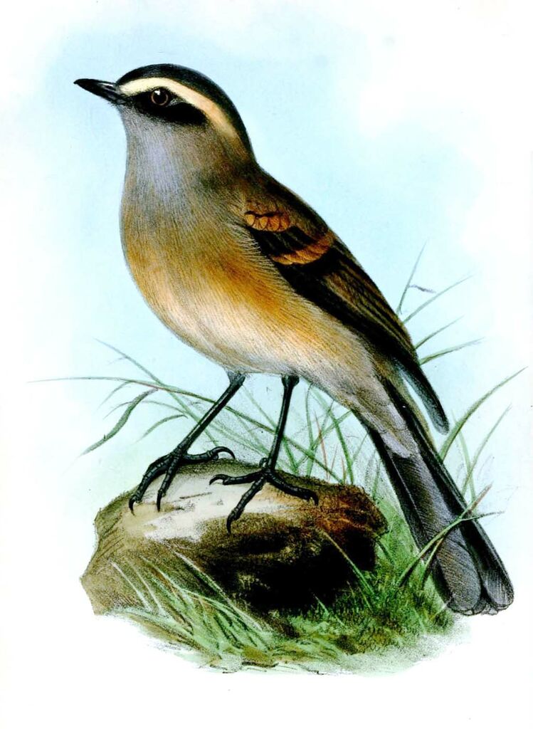 Brown-backed Chat-Tyrant