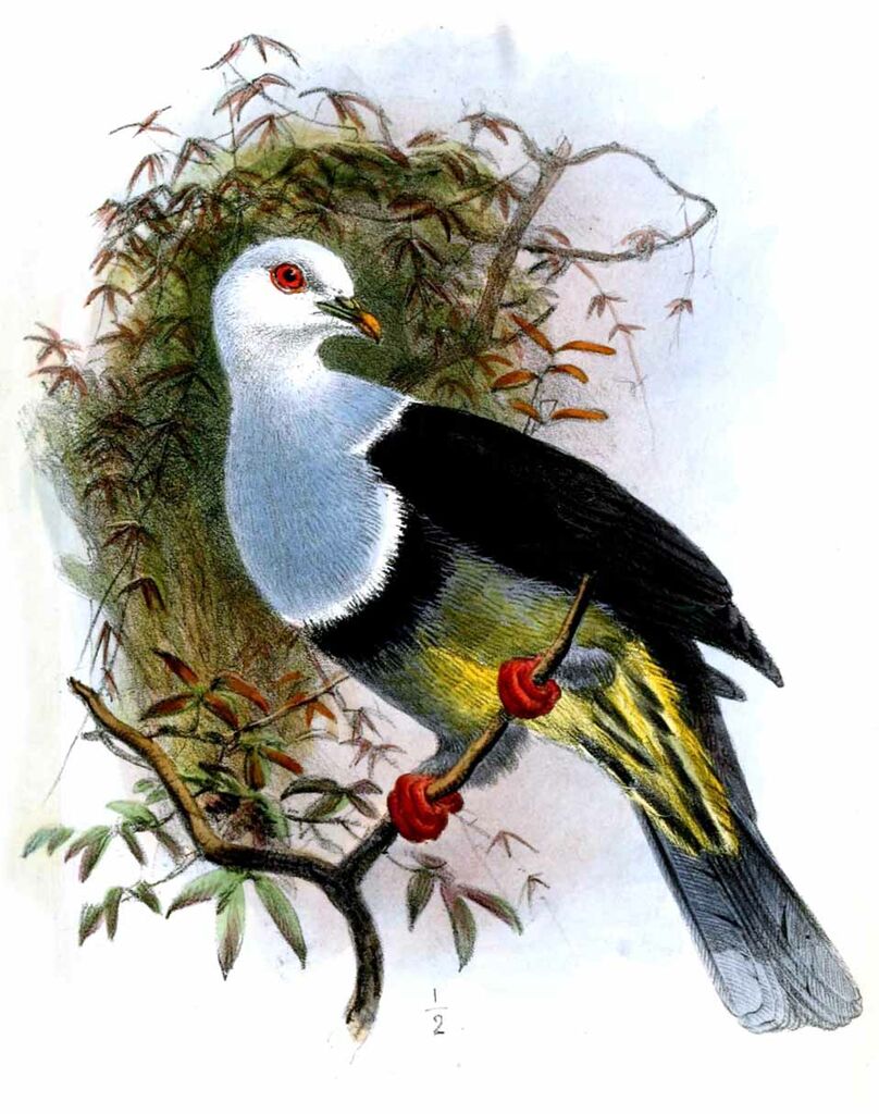 Banded Fruit Dove