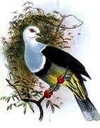 Banded Fruit Dove