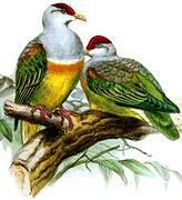 Wallace's Fruit Dove