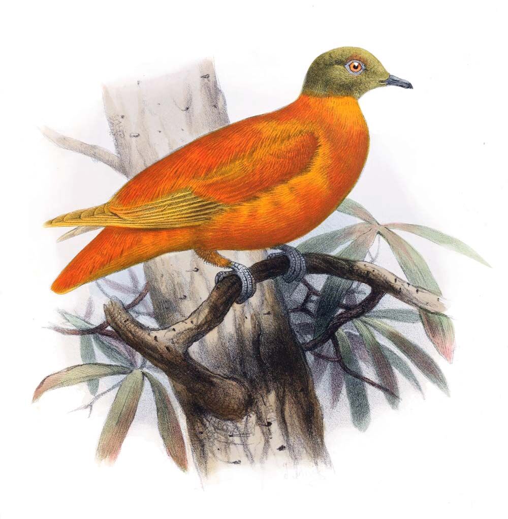 Orange Fruit Dove