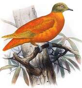 Orange Fruit Dove