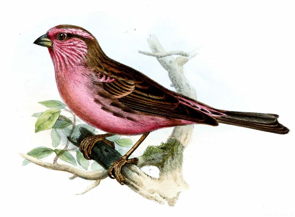 Himalayan White-browed Rosefinch