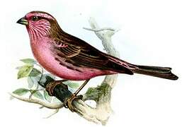 Himalayan White-browed Rosefinch