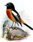 White-throated Redstart