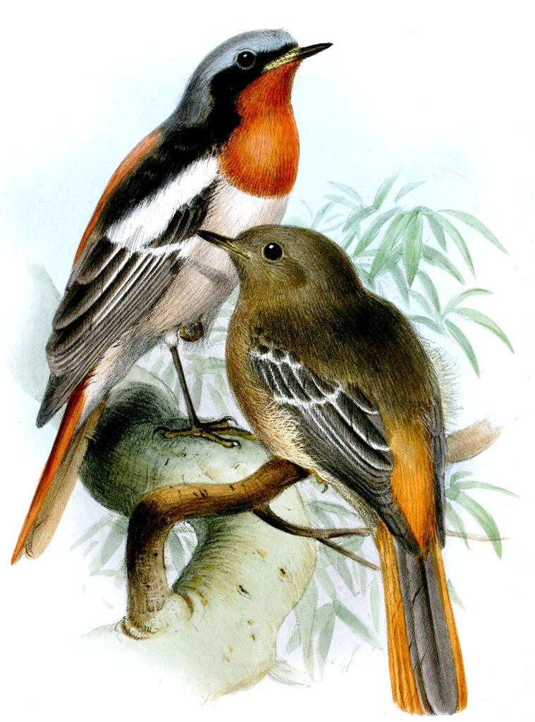 Eversmann's Redstart