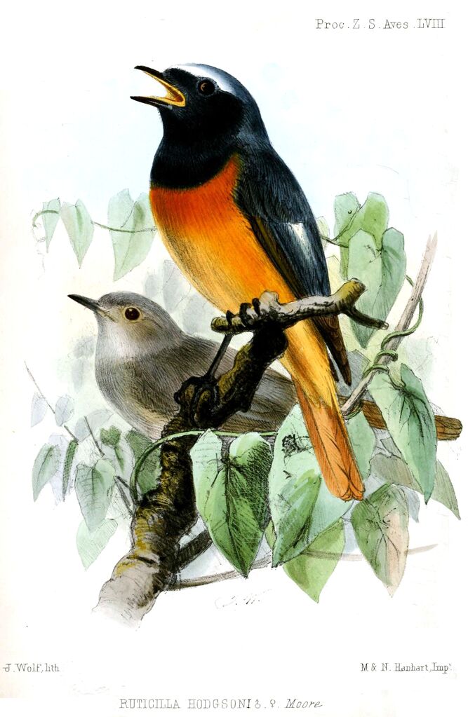 Hodgson's Redstart