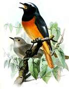 Hodgson's Redstart