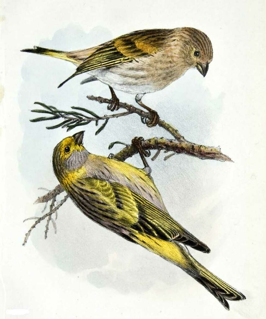 Yellow-fronted Canary