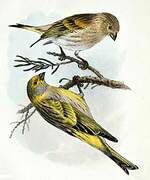 Yellow-fronted Canary