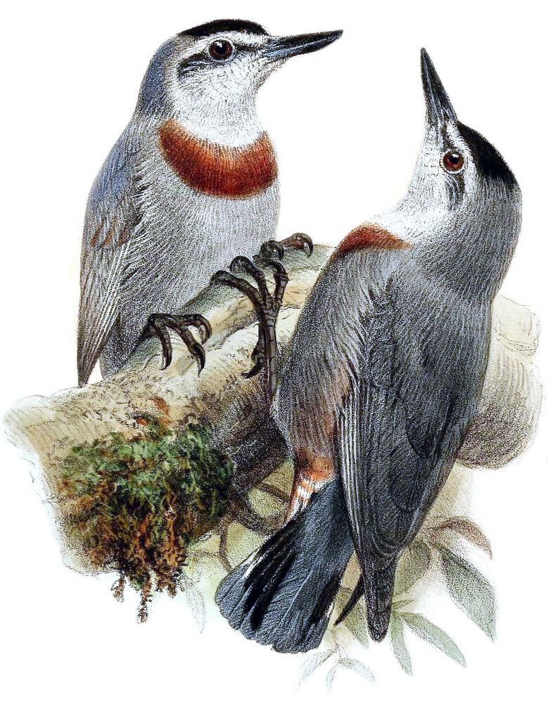 Krüper's Nuthatch