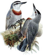 Krüper's Nuthatch