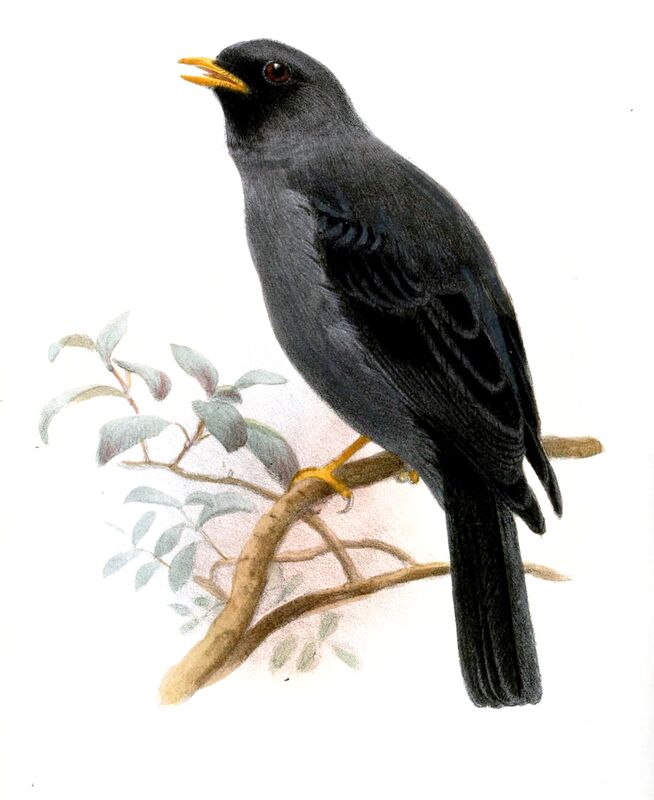 Black-faced Solitaire