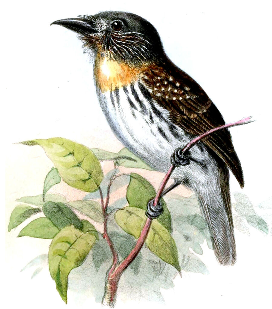 White-whiskered Puffbird