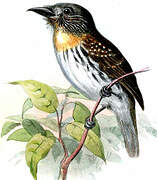 White-whiskered Puffbird