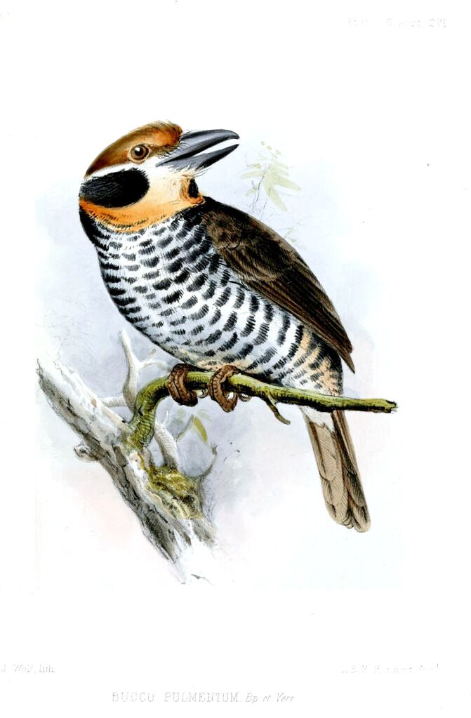 Spotted Puffbird