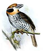 Spotted Puffbird