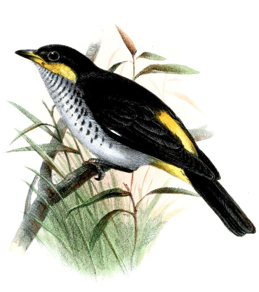 Yellow-backed Tanager