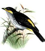 Yellow-backed Tanager