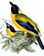 Black-chinned Mountain Tanager