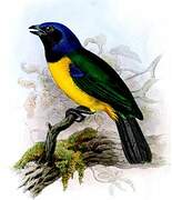 Black-chested Mountain Tanager