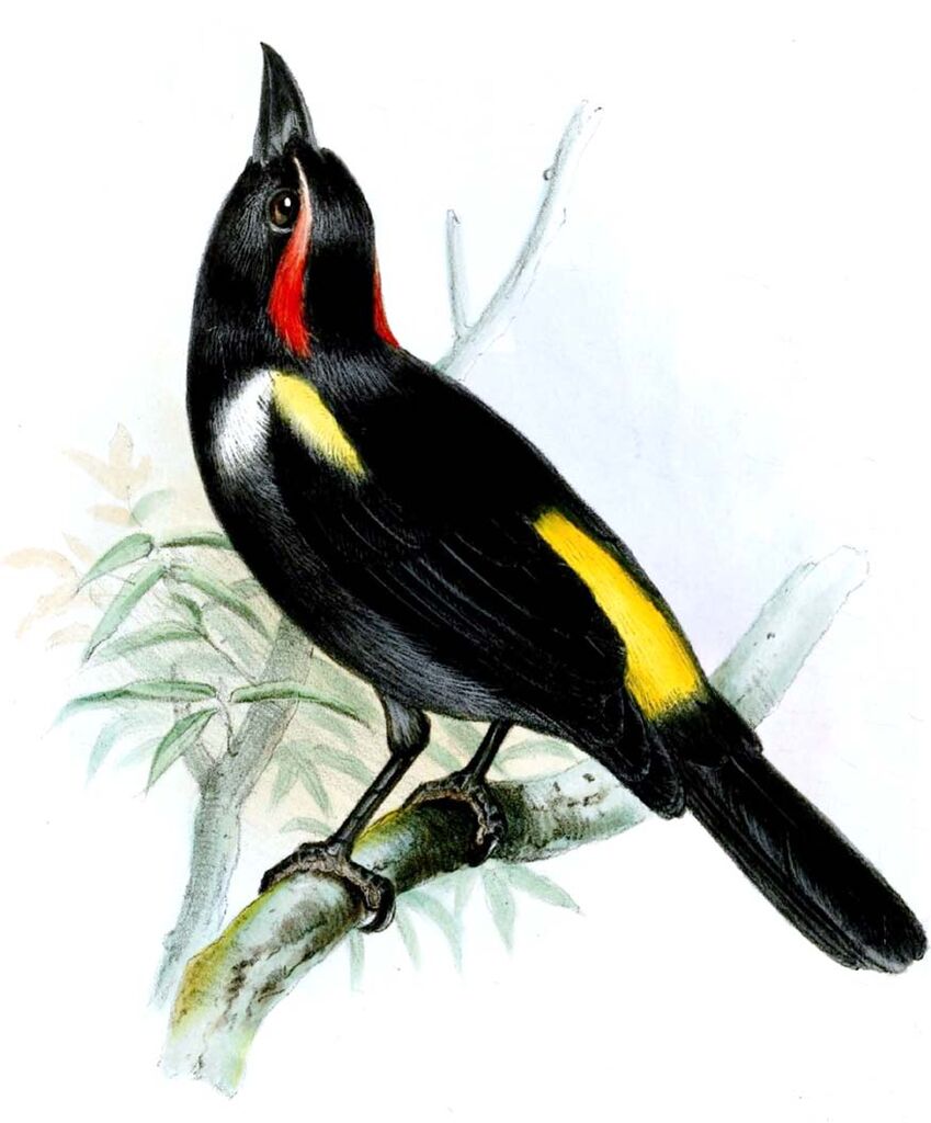 Scarlet-browed Tanager