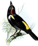 Scarlet-browed Tanager