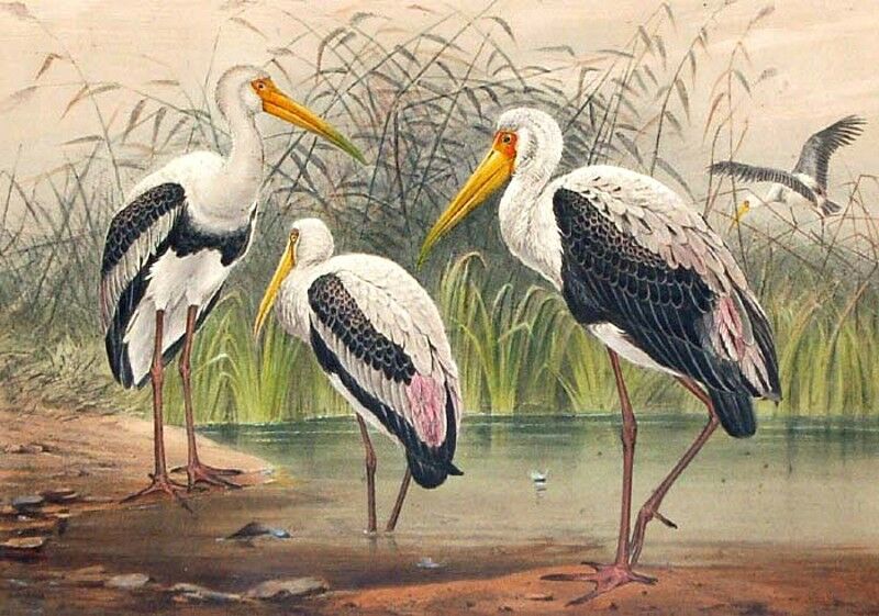 Painted Stork