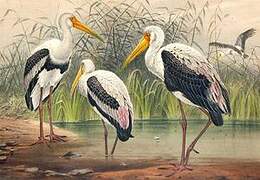 Painted Stork