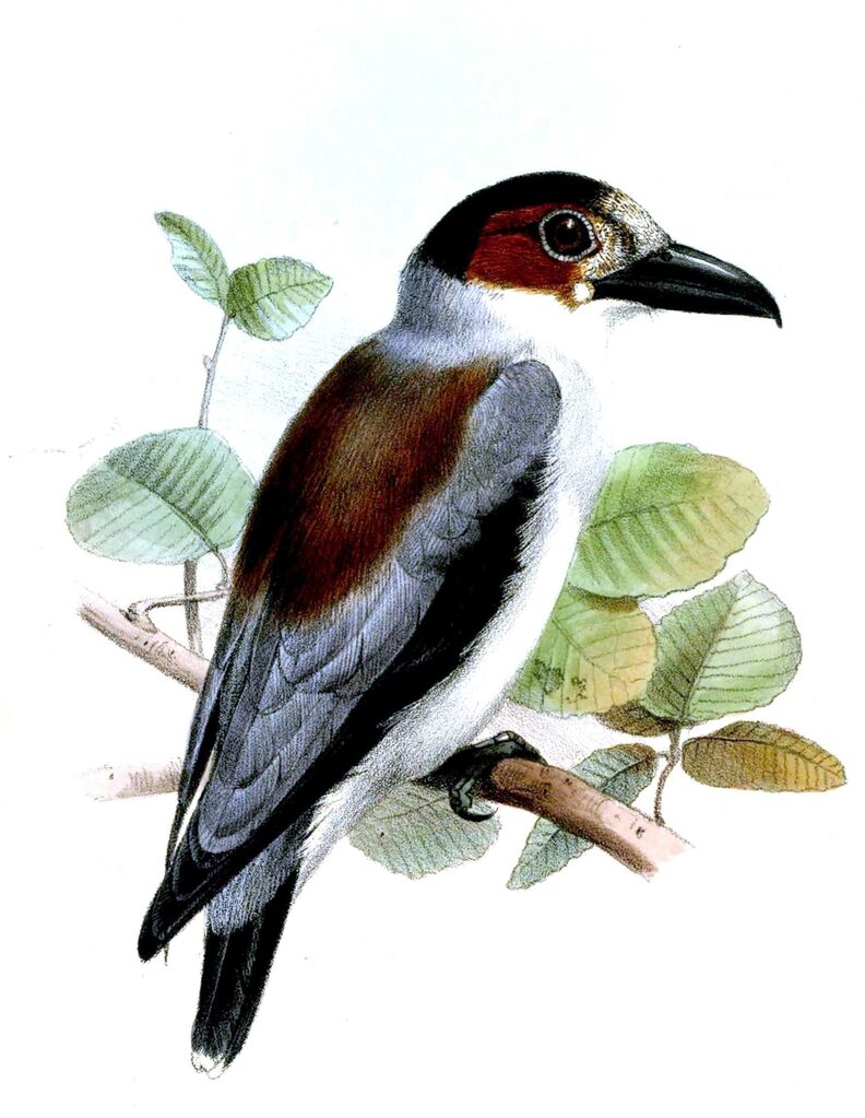 Black-crowned Tityra