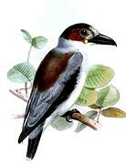 Black-crowned Tityra