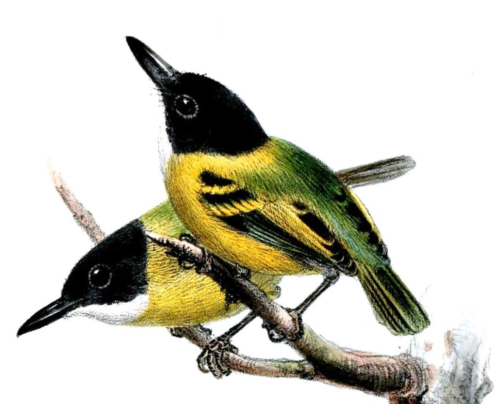 Black-headed Tody-Flycatcher