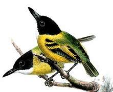 Black-headed Tody-Flycatcher