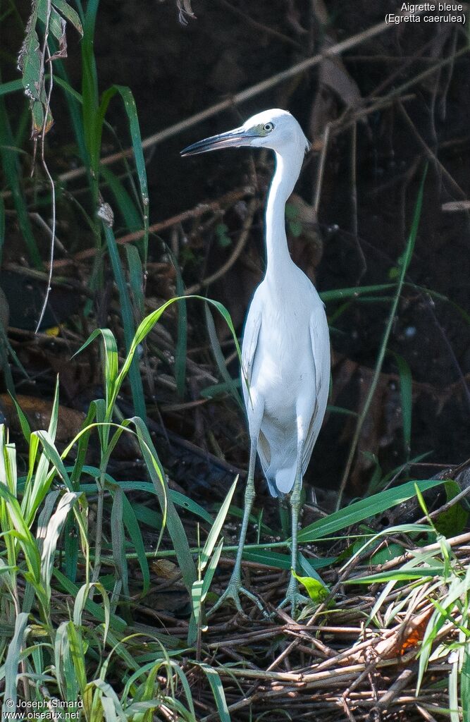 Aigrette bleue femelle