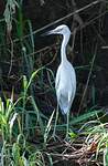 Aigrette bleue