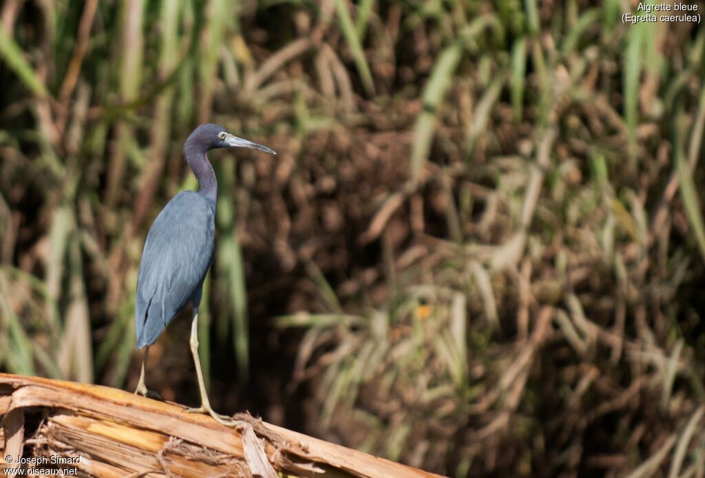 Little Blue Heron