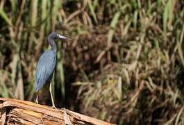 Little Blue Heron