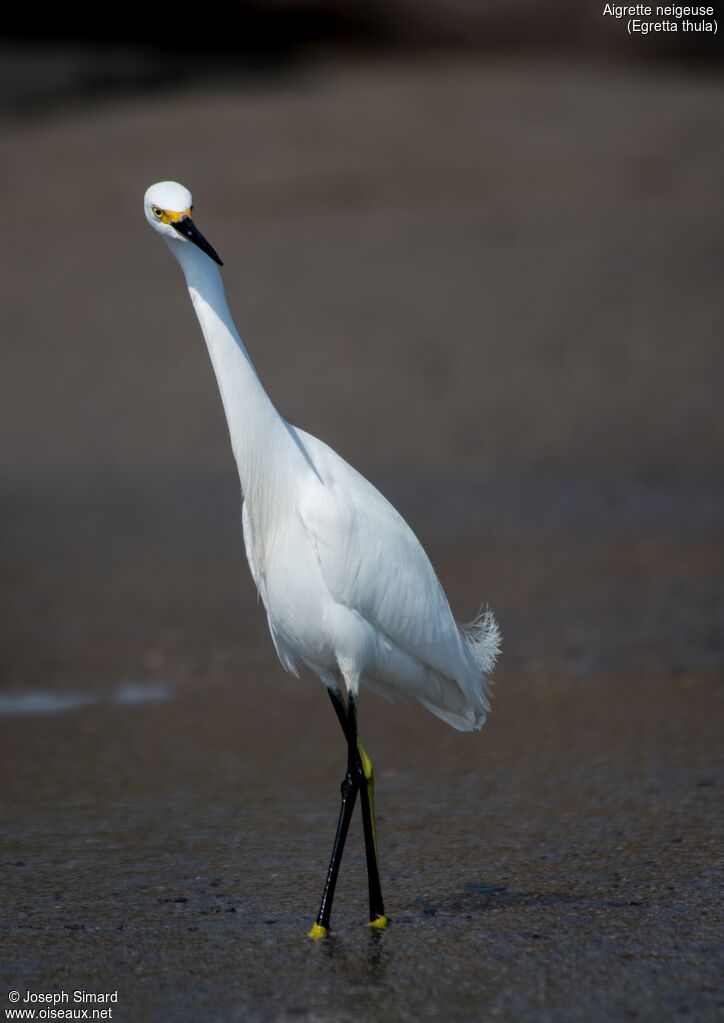 Aigrette neigeuse