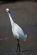 Aigrette neigeuse