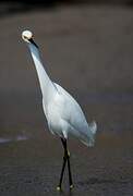 Snowy Egret