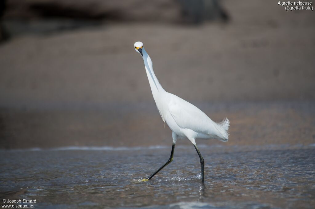 Snowy Egret