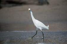 Aigrette neigeuse