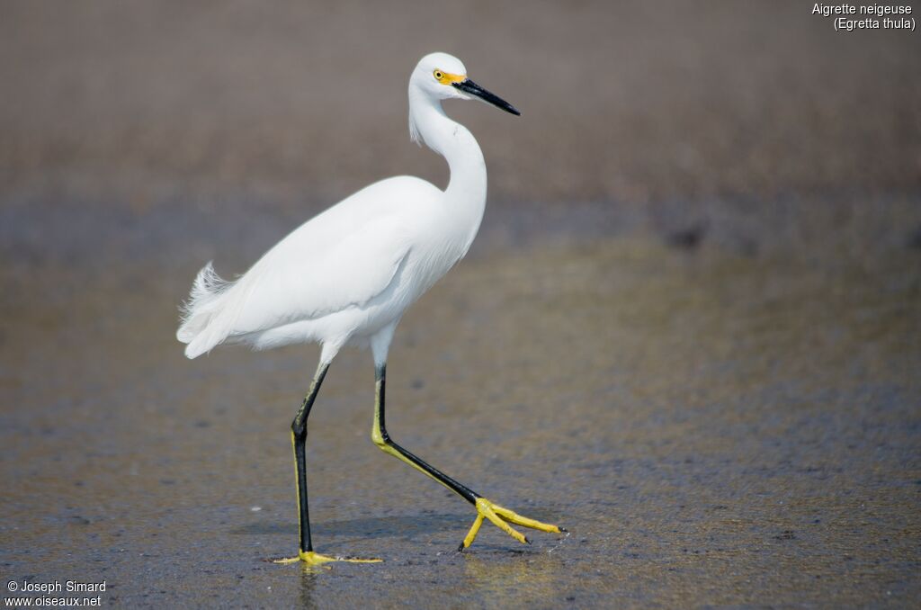 Snowy Egret