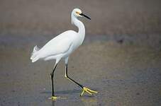 Aigrette neigeuse