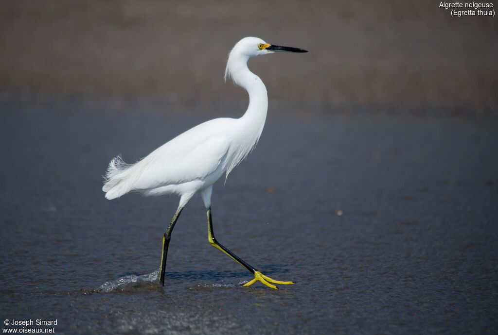 Aigrette neigeuse