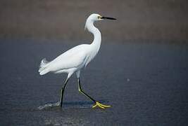 Aigrette neigeuse