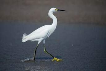 Aigrette neigeuse