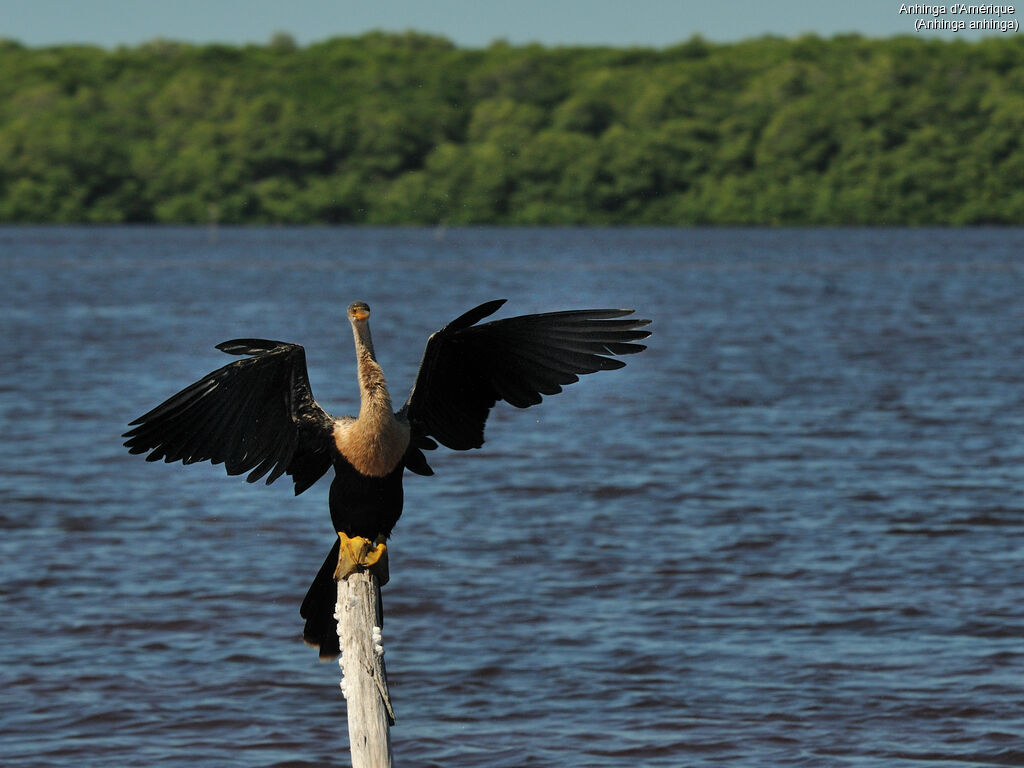 Anhinga d'Amérique