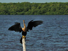 Anhinga